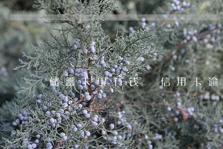 储蓄卡里有钱 信用卡逾期 储蓄卡里有钱 信用卡逾期